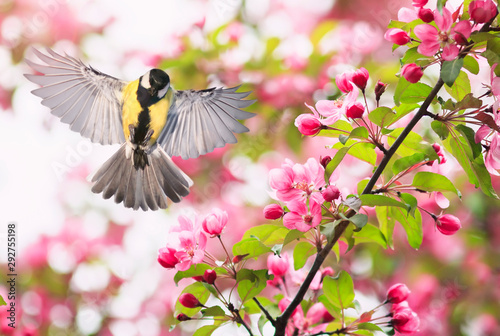 portrait bird tit flies widely spreading its wings in the garden surrounded b...