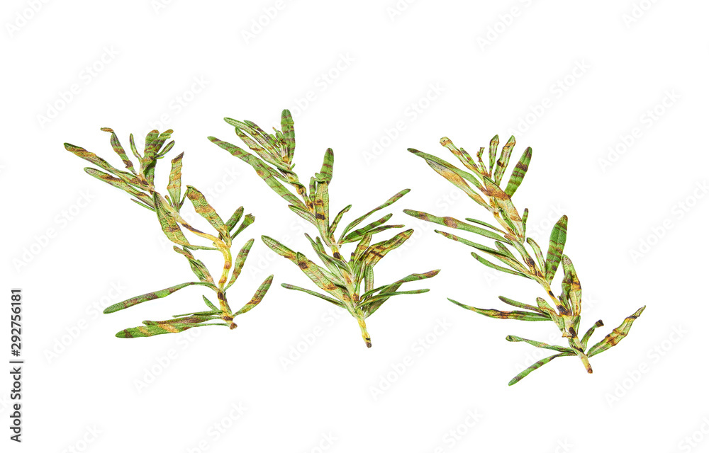 grilled rosemary  isolated on white background.