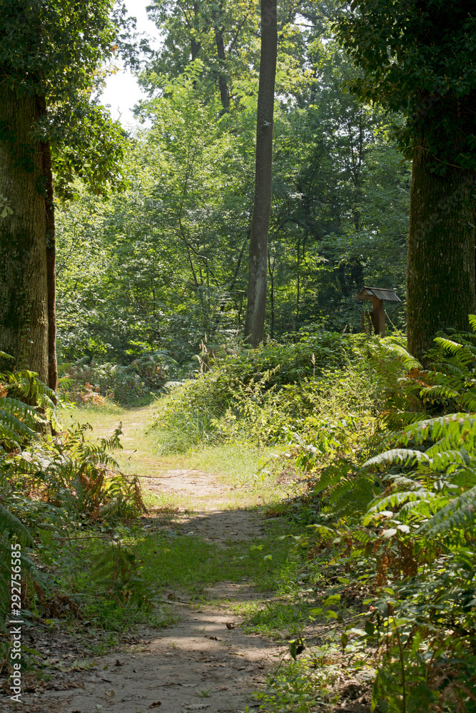 Sun and shadow on a path in the forest in Hungary in summer. Sun and shadow on a path in the forest in Hungary in summer.