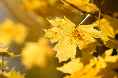 Beautiful colorful leaves in autumn forest. Red, orange, yellow, green and brown autumn leaves. Maple foliage. Seasonal background.