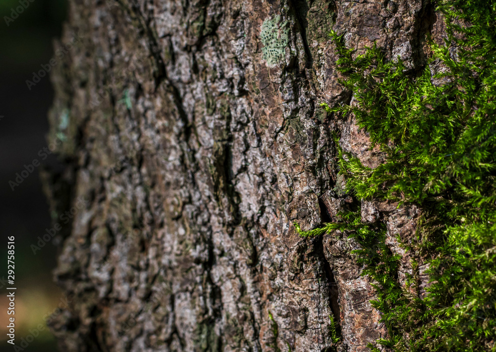 Bright green moss on the bark of a large tree