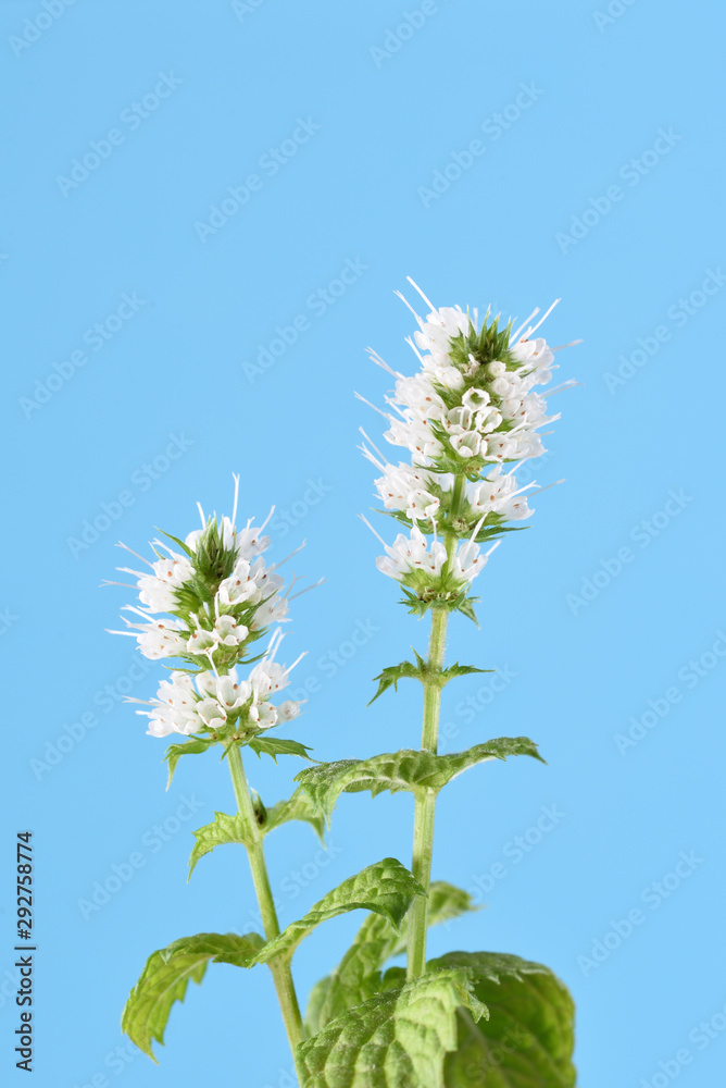 Flowering sprig of mint on a blue background Flowering sprig of mint on a blue background