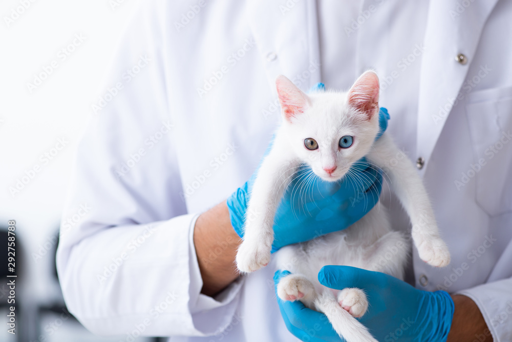 Young male doctor examining sick cat Young male doctor examining sick cat