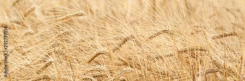 ripened golden rye in the autumn field