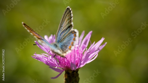 butterfly on flower