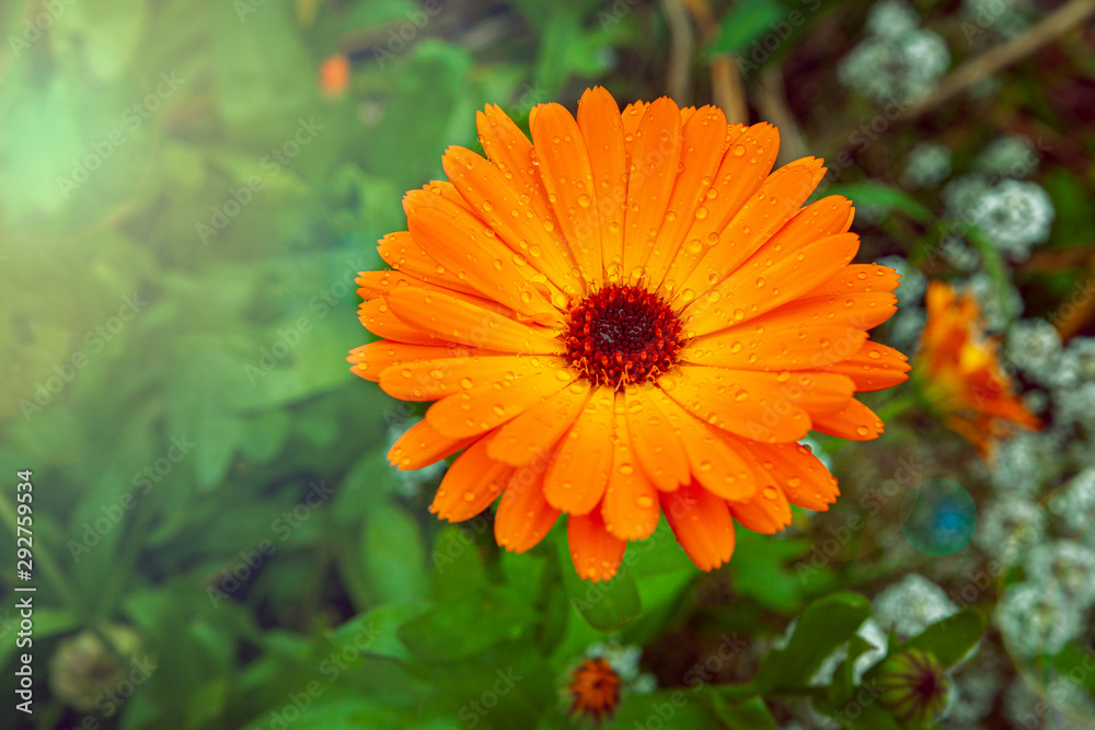 Orange Marigold flower, raindrops on a flower, bright orange, drops of water on the petals Orange Marigold flower, raindrops on a flower, bright orange, drops of water on the petals