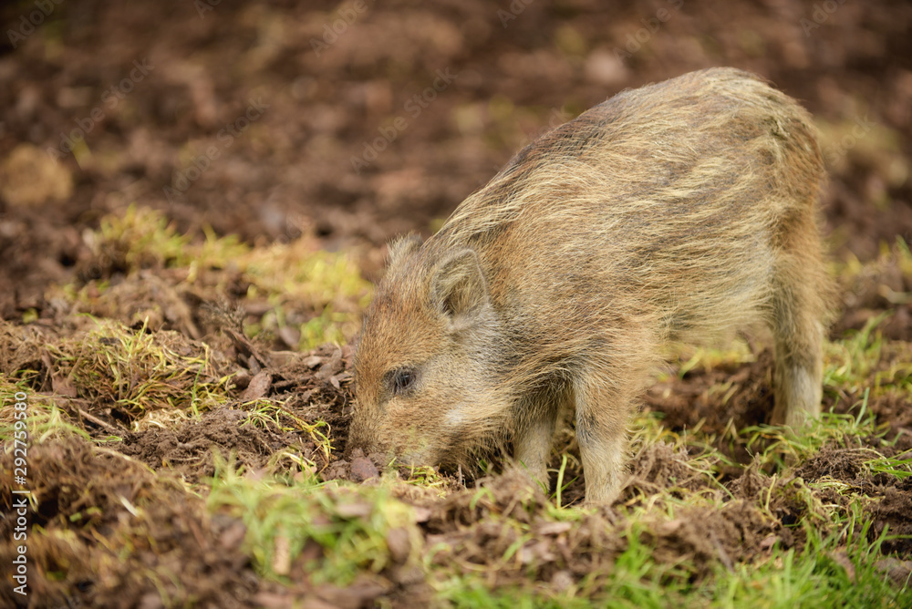 Young boar searching for food in the soil Young boar searching for food in the soil