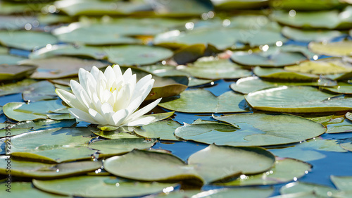 Fotografi White lotus flower and lush foliage in natural lake