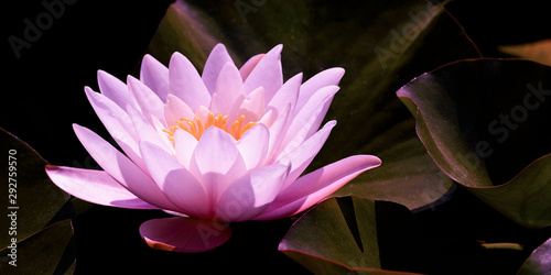 Konstfotografi Magic pink water lily flower glowing in romantic moonlight