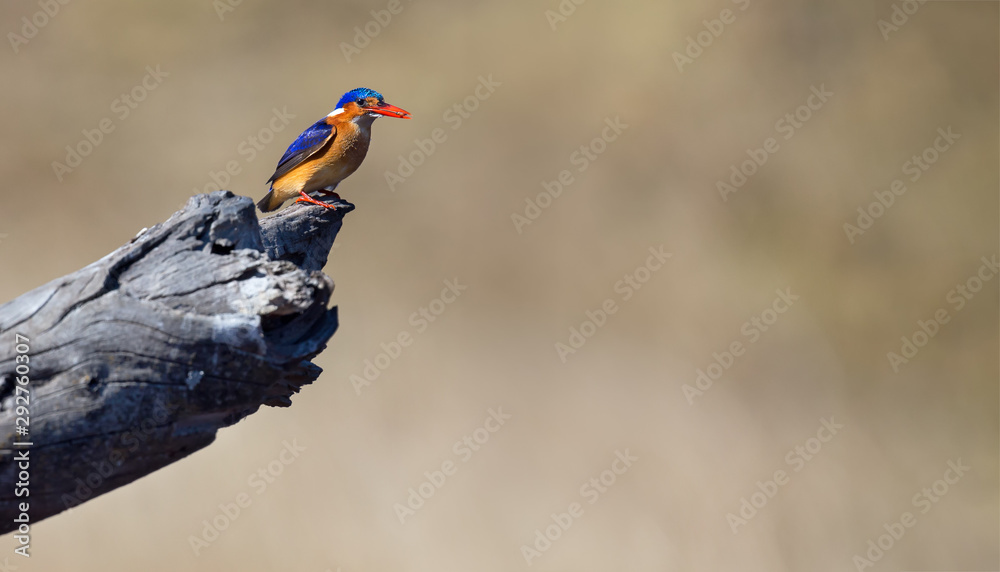 Obraz premium One Malachite Kingfisher sitting on a log in the sun with brown background