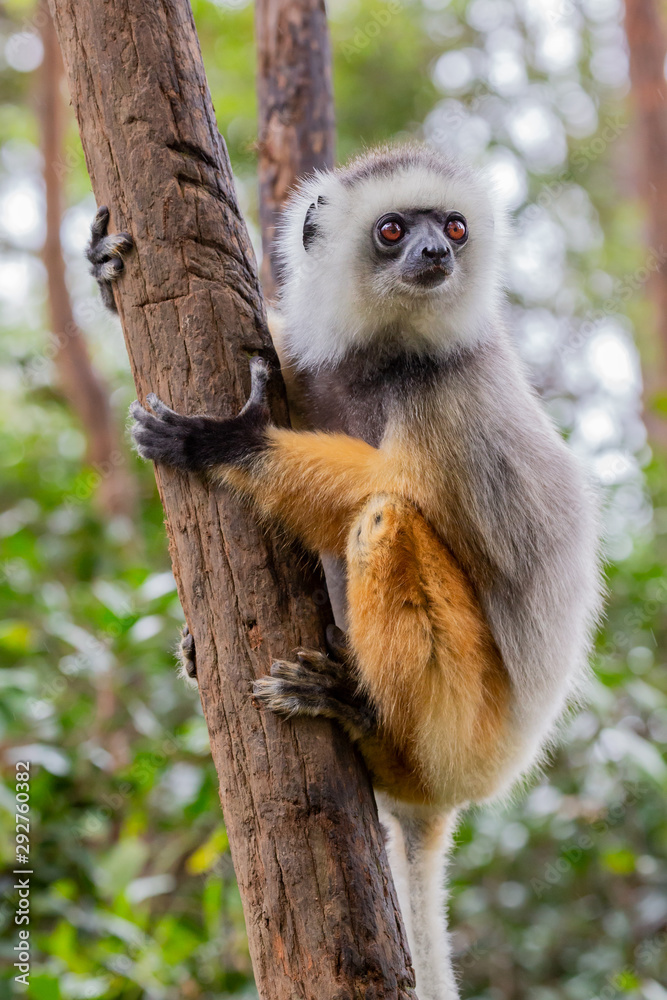 Obraz premium Diademed sifaka (Propithecus diadema), Andasibe National Park, Madagascar