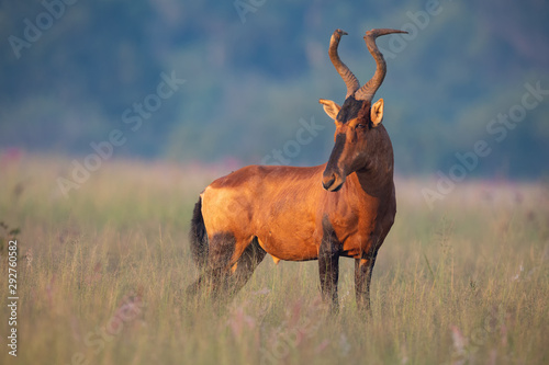 Lone Red Hartebeest standing on a savannah of grass being alert to danger photo