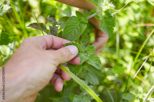 The process of gathering a fresh mint in the forest. First person view of a man's hand touching a leaf of mint.