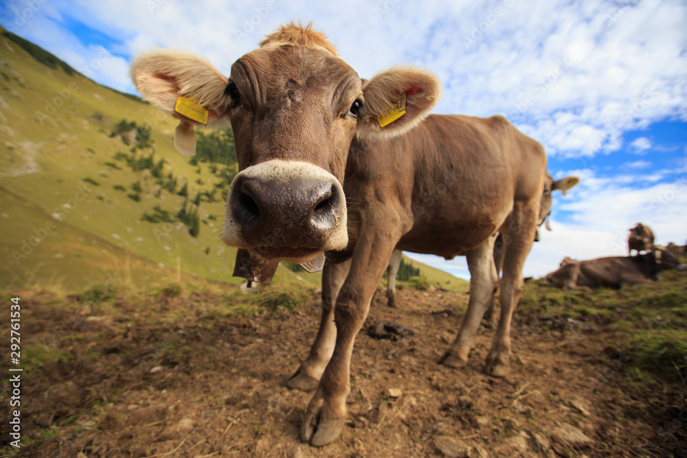 Cow in the high mountains in Alps Cow in the high mountains in Alps