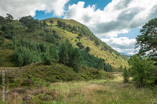 Trees int the Glenmore Forest Park, Cairngorms in the Scottish Highlands, UK.