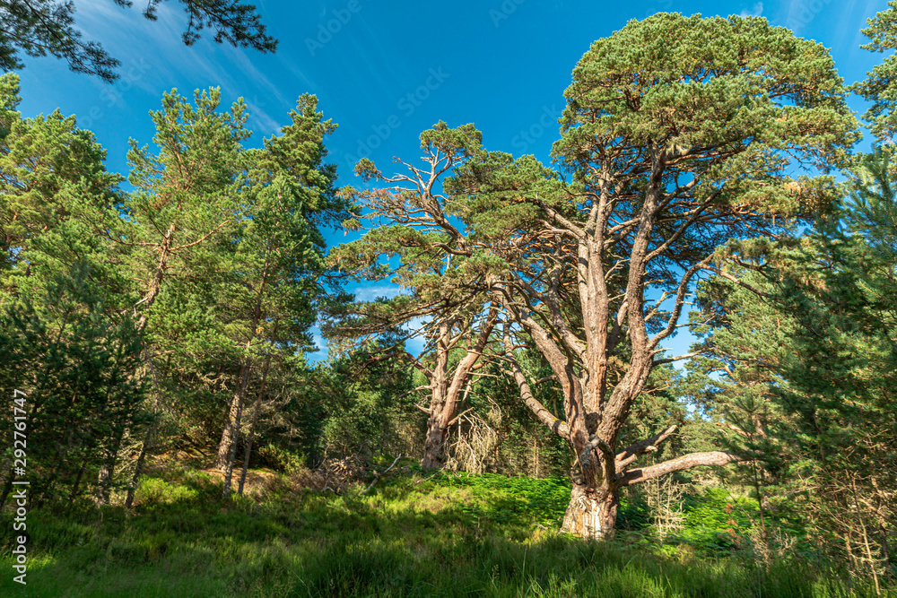 Fototapeta premium Trees int the Glenmore Forest Park, Cairngorms in the Scottish Highlands, UK.