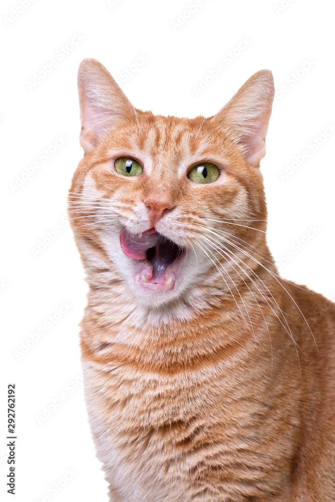 Licking red cat isolated on white background Licking red cat isolated on white background