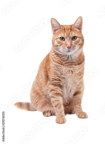 Close-up portrait of Red cat, isolated on white background