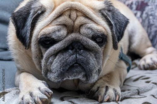 cute pug dog resting on the bed. © Gavial