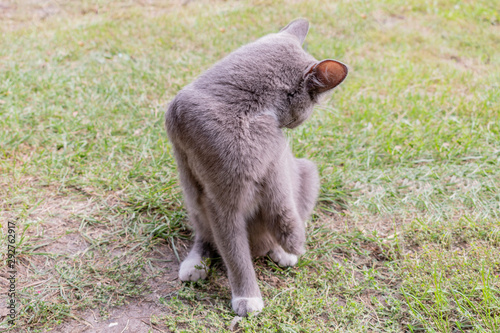 Cat grey no front paws