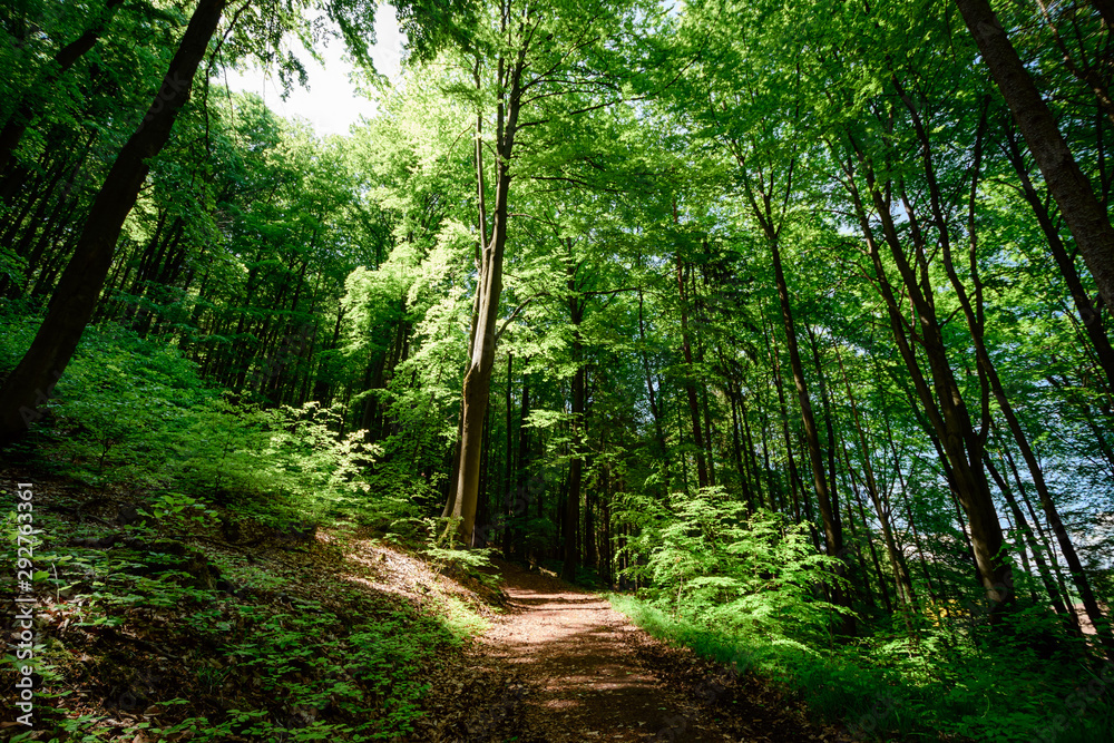 A footpath in the forest A footpath in the forest