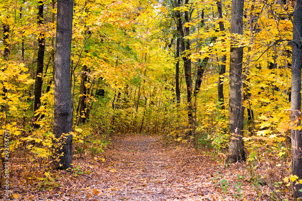 Beautiful glorious fall. Fall landscape. Fall forest path. Leaves turn yellow on trees. Golden fall season. Wild autumn nature Beautiful glorious fall. Fall landscape. Fall forest path. Leaves turn yellow on trees. Golden fall season. Wild autumn nature
