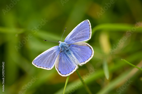 Common Blue male butterfly in front of grass