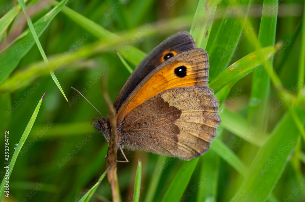 Obraz premium Meadow Brown butterfly among wet grass