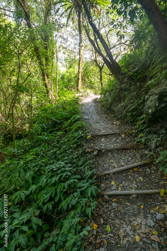 path in forest