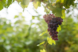 Large bunch of grapes hang from a vine, Close Up of red wine grapes