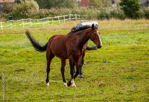 Pferde im Spätsommer © RR-Photographer