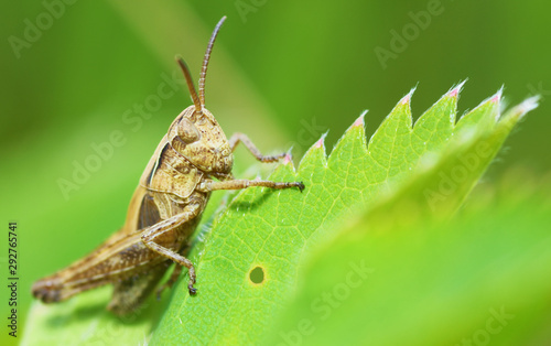 grasshopper sits in the grass.