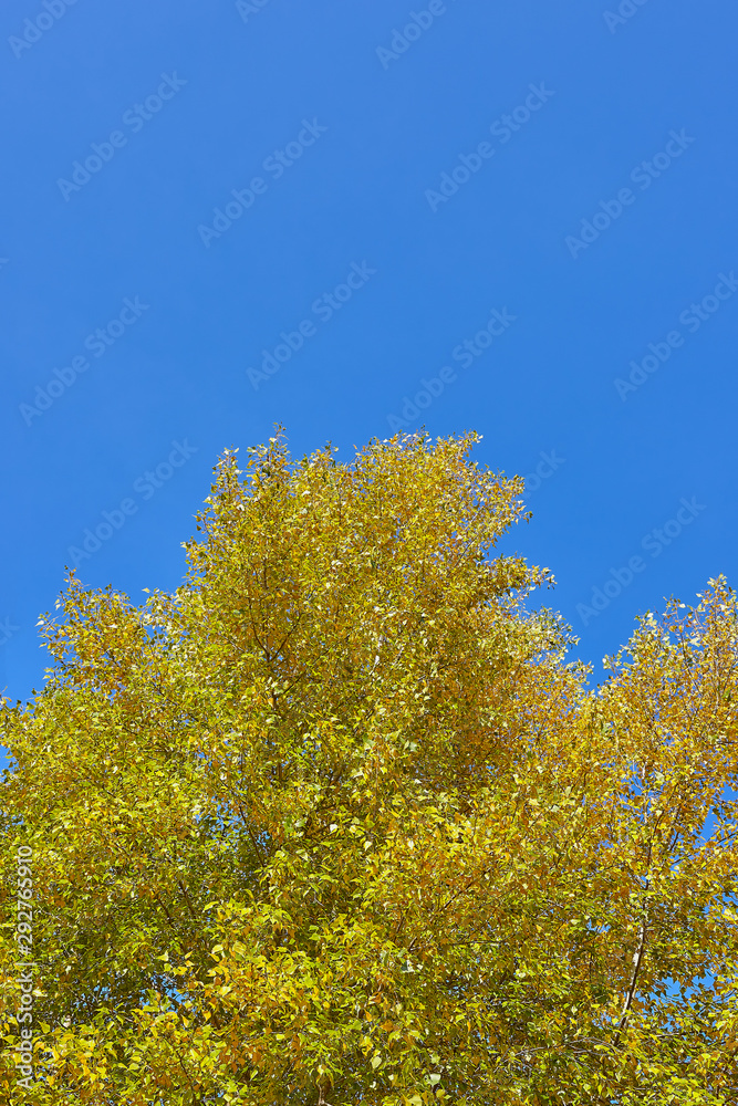 Top of an autumn tree on a background of blue sky.