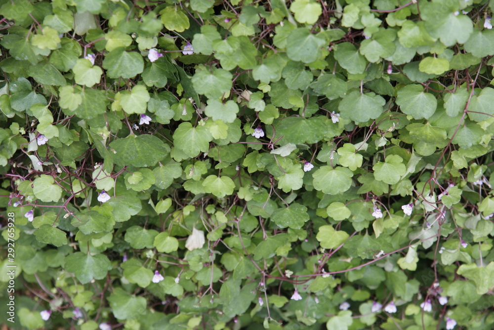 Green flowers in flowerbed Green flowers in flowerbed