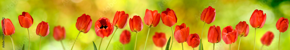 Image of many flowers of tulips in a garden closeup Image of many flowers of tulips in a garden closeup