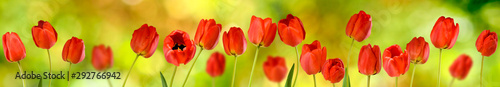 Image of many flowers of tulips in a garden closeup