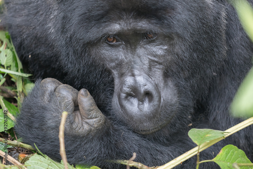 Wild Gorilla in the Bwindi Impenetrable Forest in Uganda Wild Gorilla in the Bwindi Impenetrable Forest in Uganda