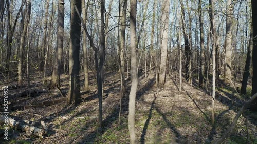 Wallpaper Mural Walking green forest Torontodigital.ca