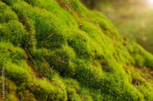 Green fresh moss and orange dry pine needles in sun light. Natural background of forest litter photo