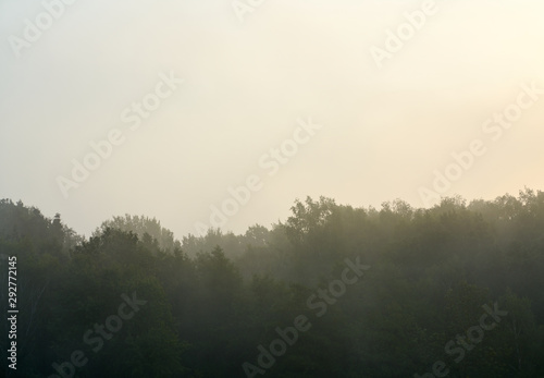 Misty morning in the forest. There is fog in the forest at dawn.