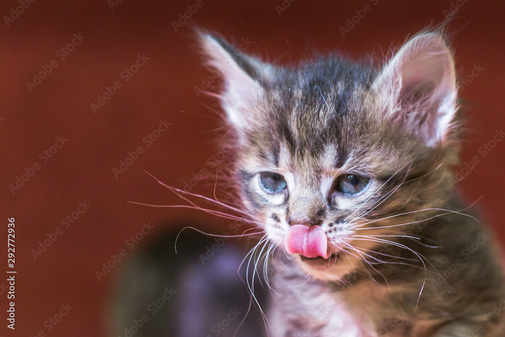 A tiny kitten licks. The baby cat stuck out his tongue and licks his nose. The gray striped kitten ate and waits for milk.
