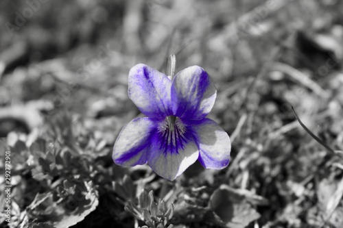 Isolated Flower, Scotland