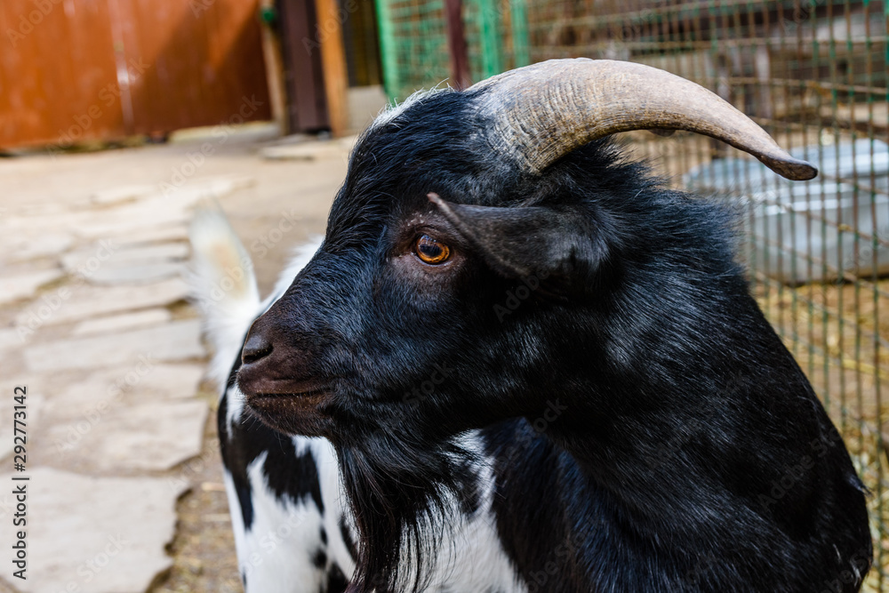 Fototapeta premium Closeup of adult goat on a farm