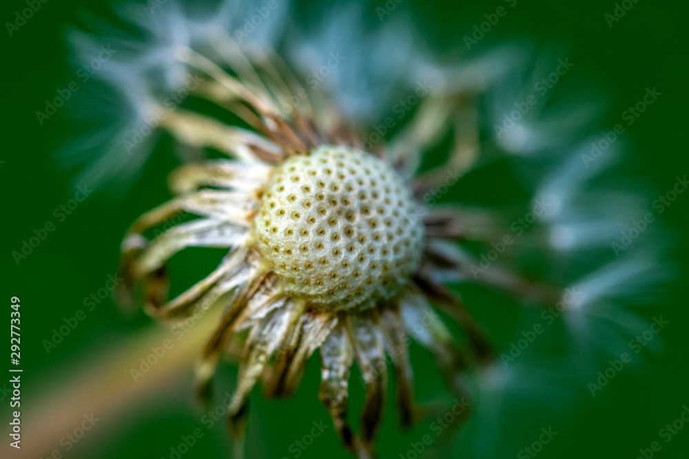 Dandelion seeds close up blowing in the garden