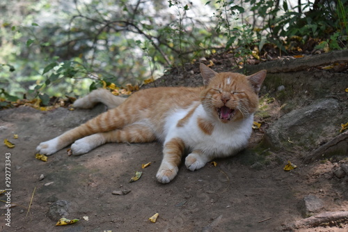 Yawning cat in Huayin, China photo