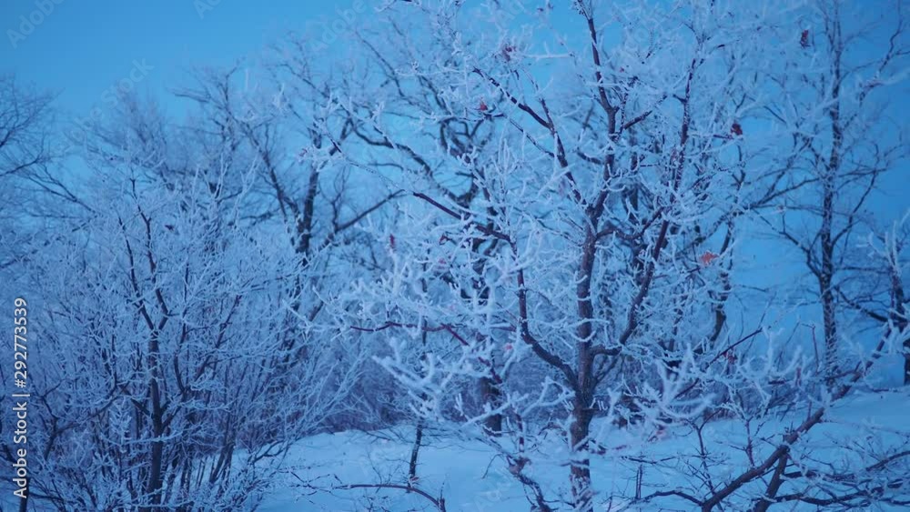 Frozen pine windy Frozen pine windy