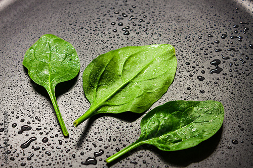 GREEN SPINACHS LEAVES ON WATER DROPS COVER. FRESH AND HEALTHY FOOD photo