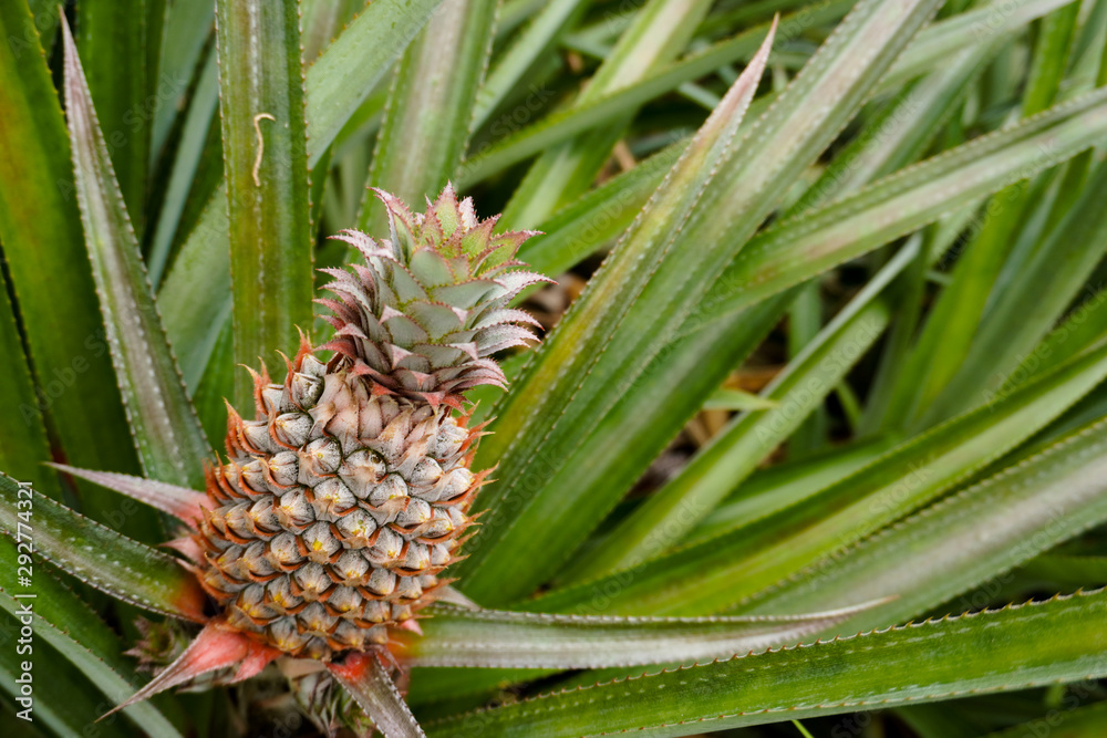 A pineapple grows in a field in French Polynesia; background image with copy space A pineapple grows in a field in French Polynesia; background image with copy space