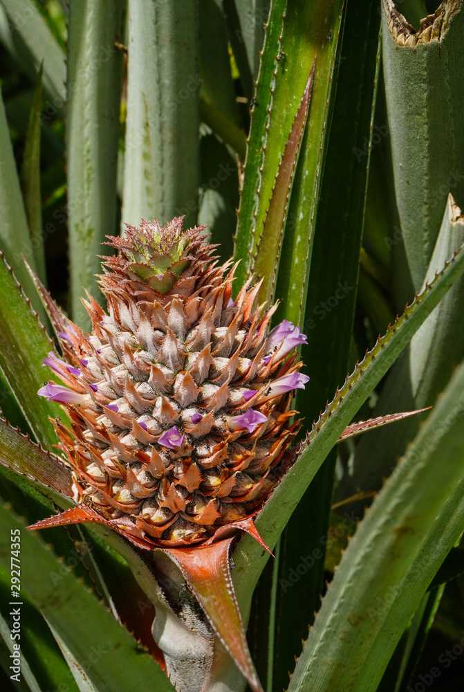 A young pineapple with purple flowers and ants crawling on it grows among green leaves in a field on the island of Moorea in French Polynesia A young pineapple with purple flowers and ants crawling on it grows among green leaves in a field on the island of Moorea in French Polynesia
