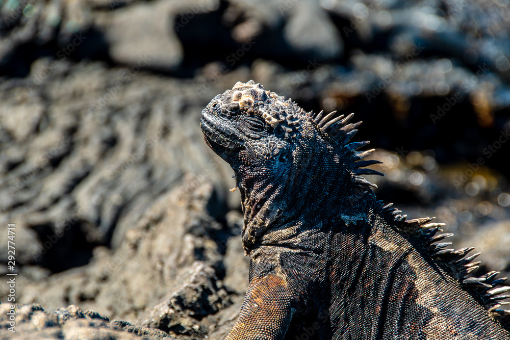 Obraz premium Close up of marine iguana on the Galapagos Islands.